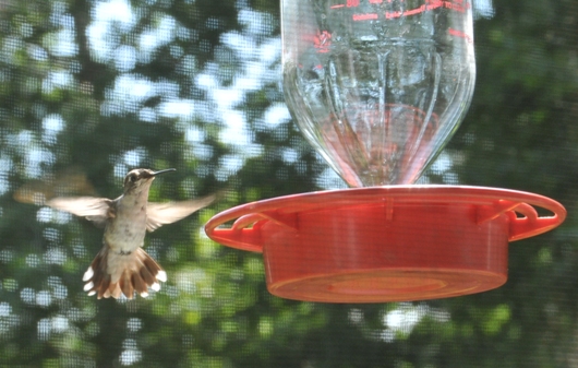 hummingbird_1_BLOG