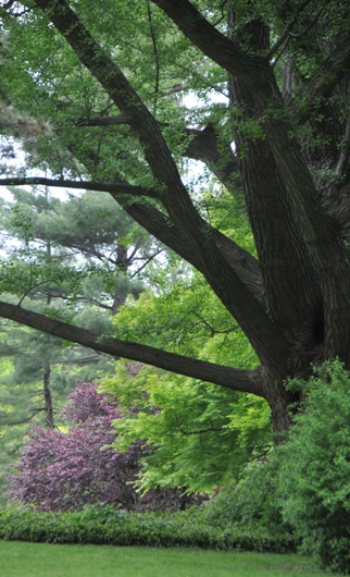 part_or_old_ginko_tree_BLOG