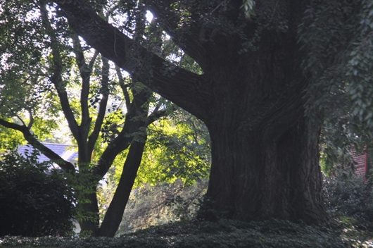 silhouette_of_ginkgo_BLOG