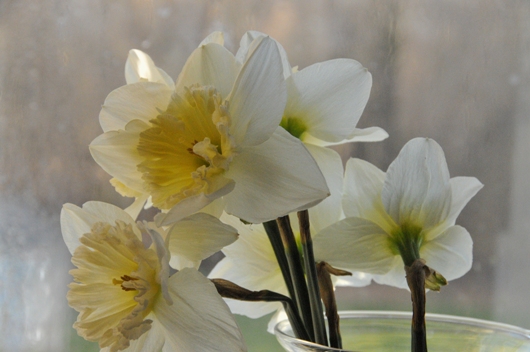 daffodils_2016_BLOG
